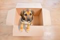 Cute white puppy emerging from a cardboard box at home